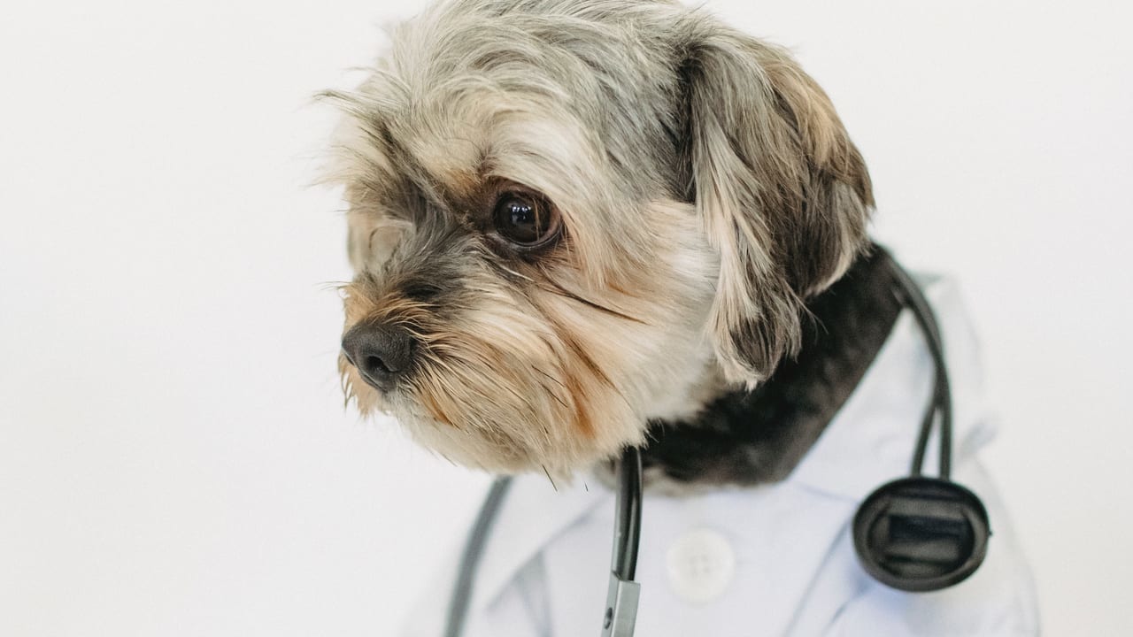健康診断 ペット保険