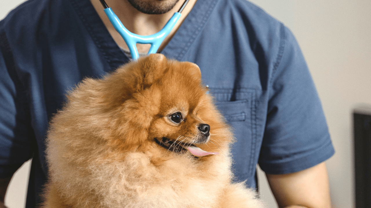 犬 保険