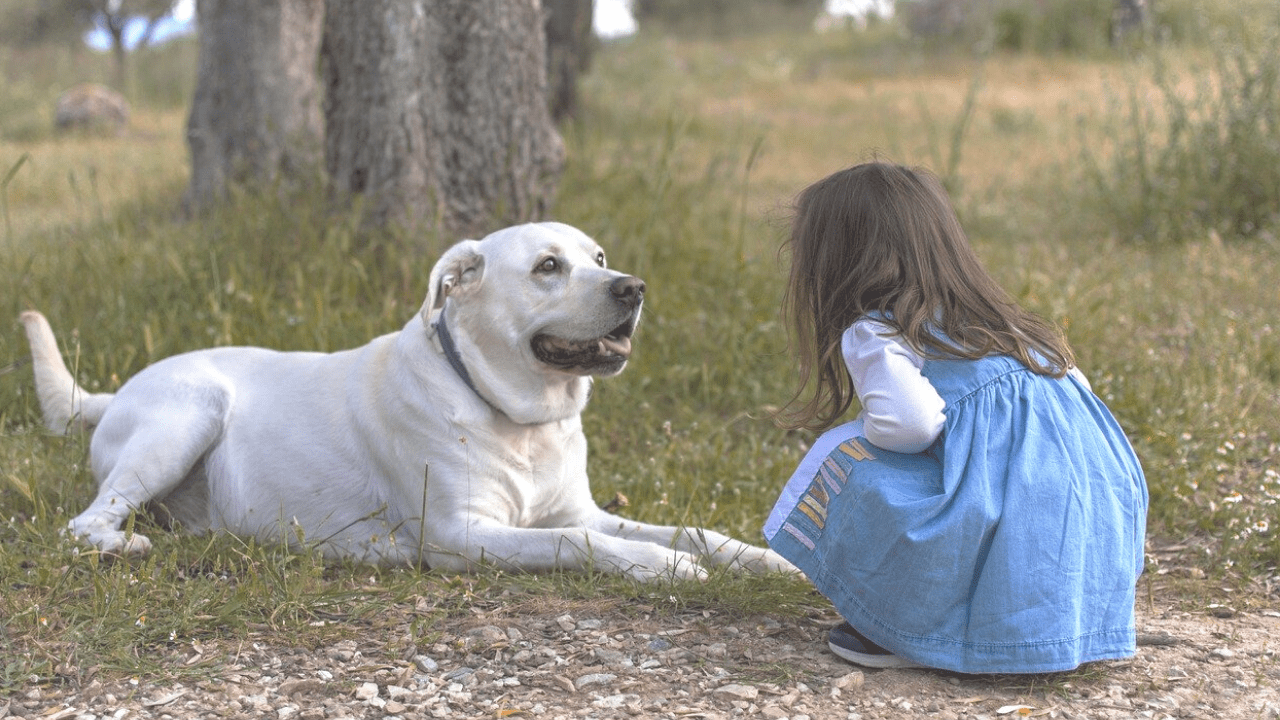 年齢不明 保護犬 ペット保険