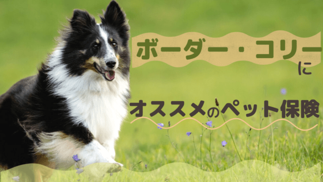 ボーダー・コリー ペット保険