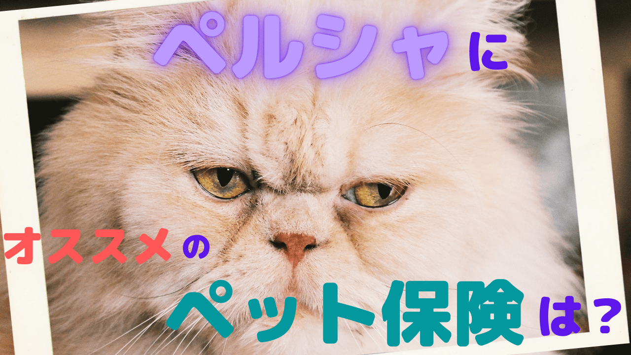 ペルシャにオススメのペット保険を徹底解説 かかりやすい病気 ケガ ペット保険のトリセツ