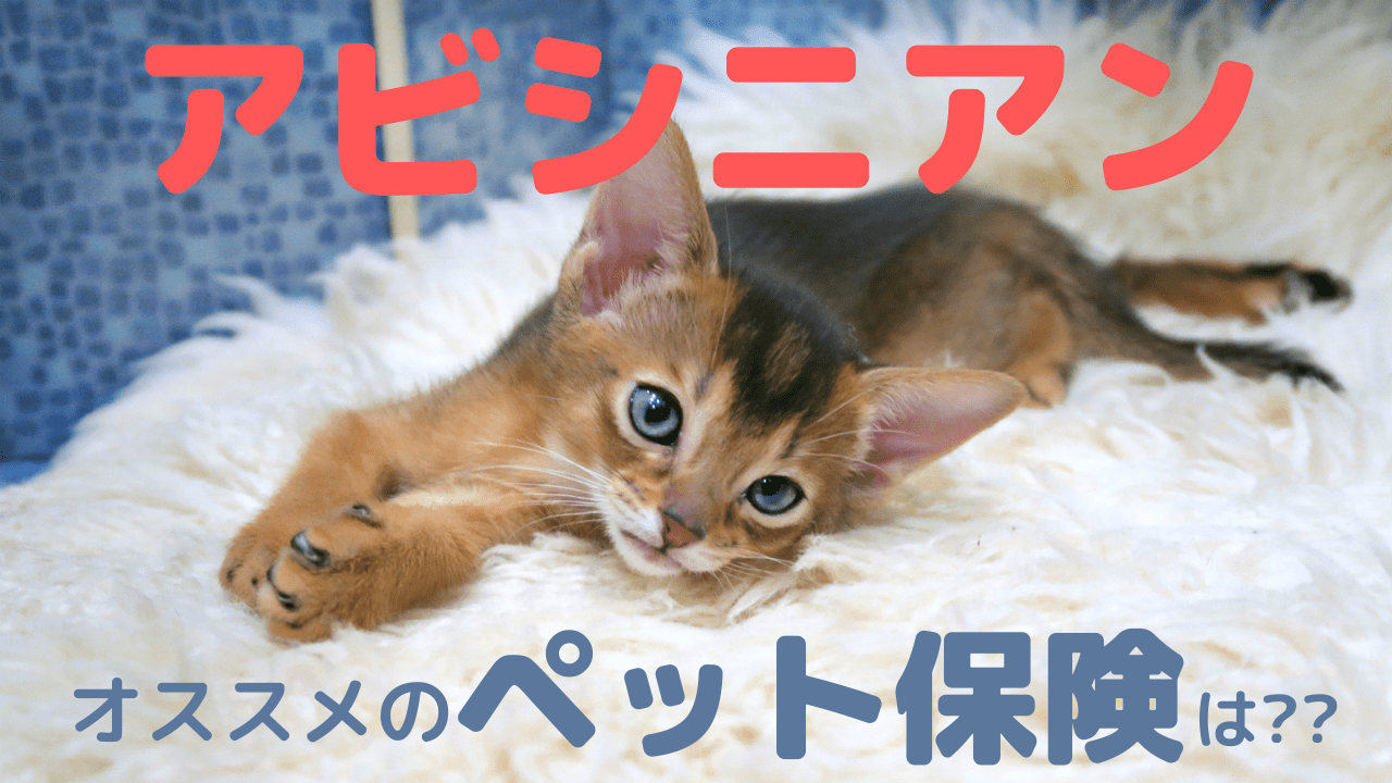 アビシニアンにおすすめのペット保険を徹底解説！｜ペット保険の