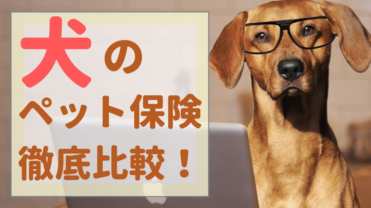 犬のペット保険を徹底比較！おすすめの選び方・比較方法について解説｜ペット保険のトリセツ
