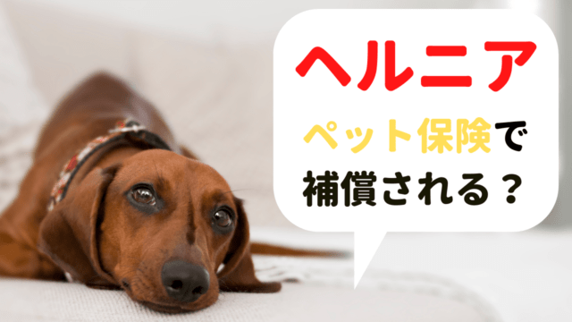 犬のパテラ 膝蓋骨脱臼 を補償するペット保険は 治療費例やかかりやすい犬種も解説 ペット保険のトリセツ