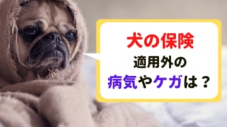 歯周病はペット保険で補償される 犬や猫の乳歯抜歯も解説 ペット保険のトリセツ