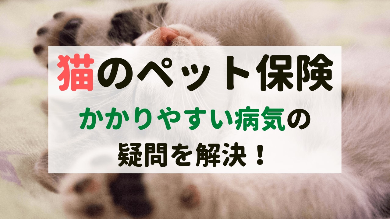ペット保険が補償対象外としている猫の病気やケガ｜保険の上手な選び方 