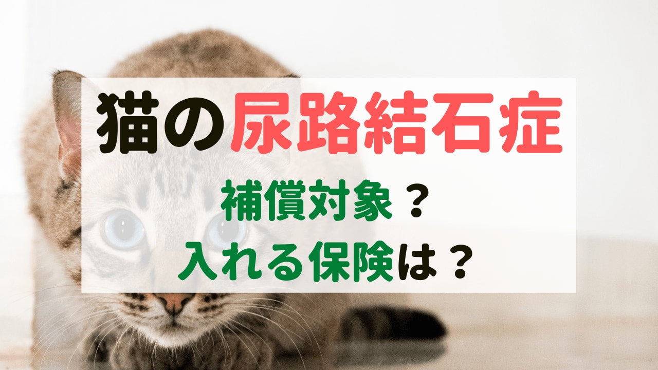 猫の尿路結石症｜ペット保険の補償対象？尿石症でも入れる保険は？｜ペット保険のトリセツ