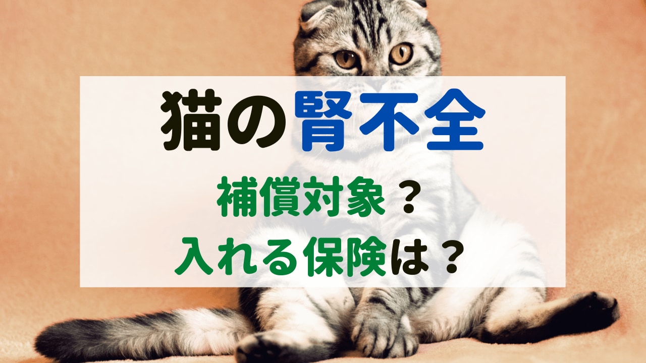 猫の腎不全｜ペット保険の補償対象？腎不全でも入れる保険は？｜ペット保険のトリセツ