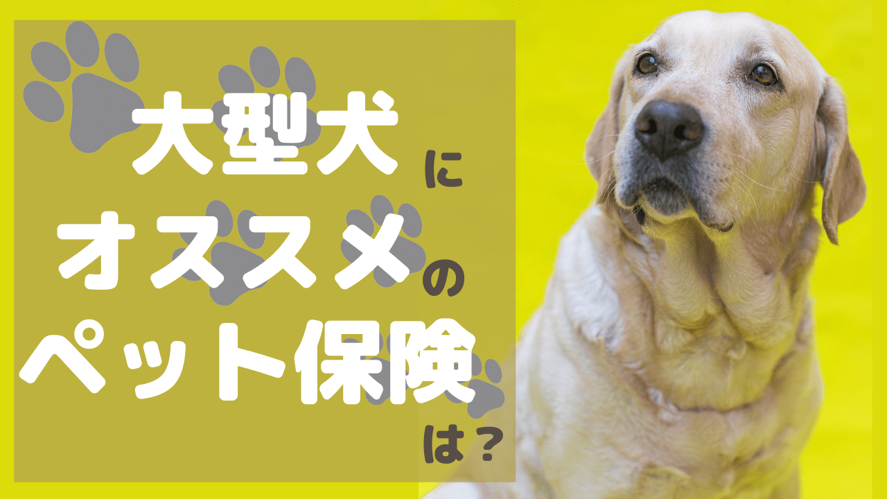 大型犬におすすめのペット保険を徹底解説｜ペット保険のトリセツ
