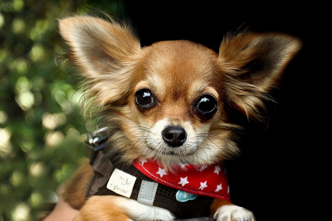 小型犬 ペット保険
