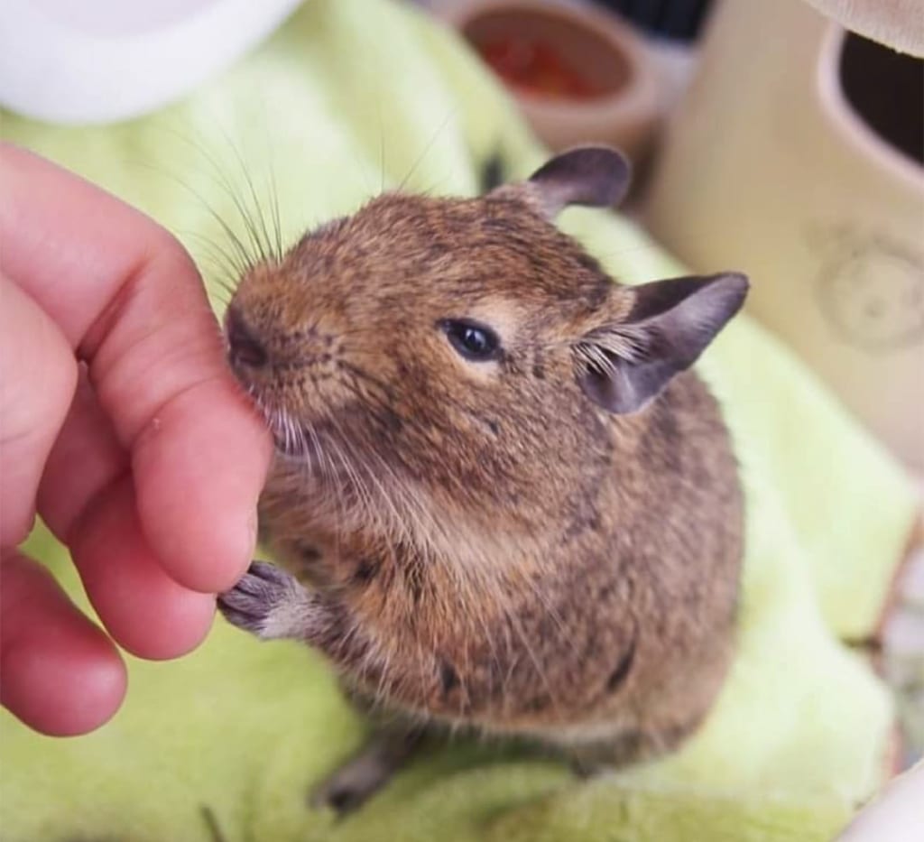【専門家監修】後悔しないために！初心者が知っておきたいデグーの飼い方の基本｜ペット保険のトリセツ