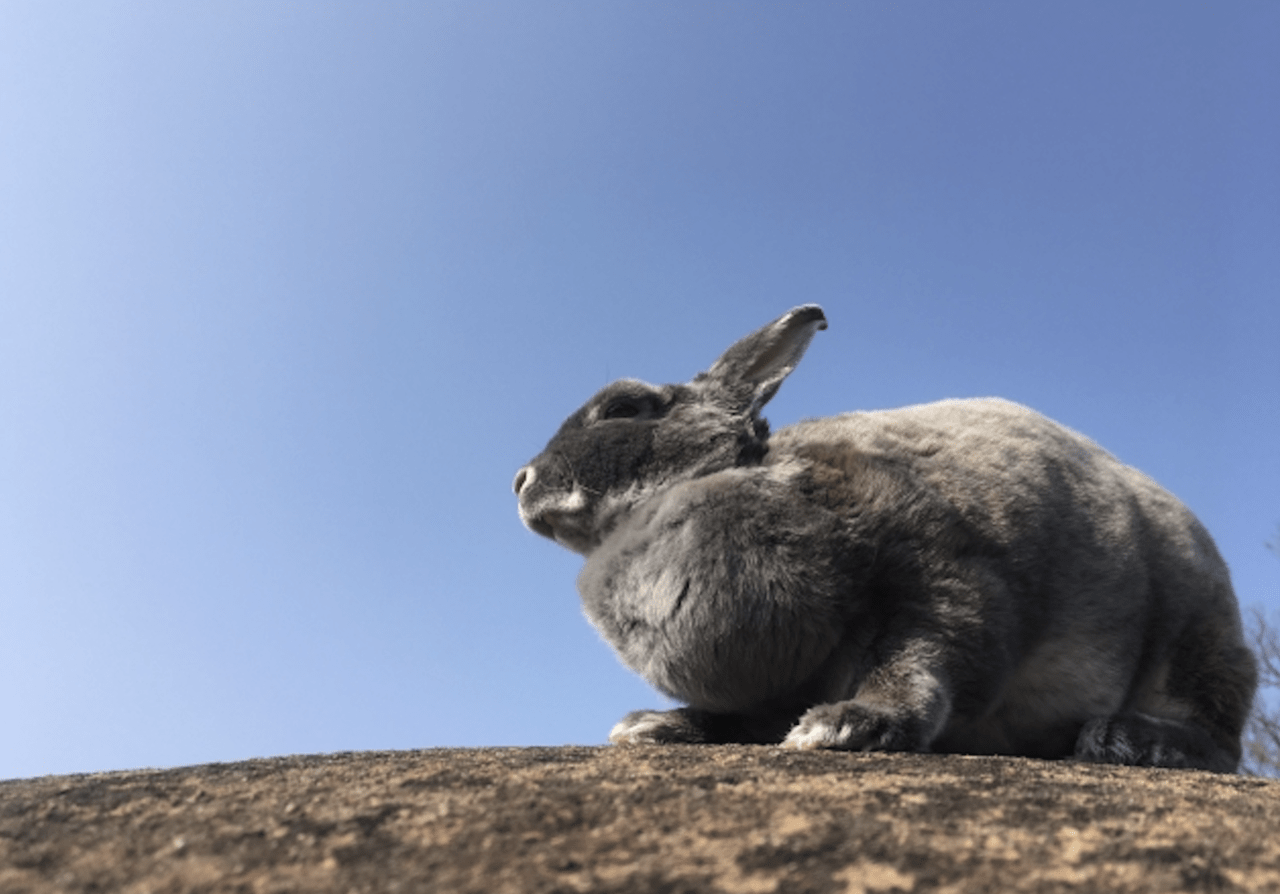 うさぎを長生きさせる飼い方 必要な飼育環境や飼う際の注意点を解説 ペット保険のトリセツ