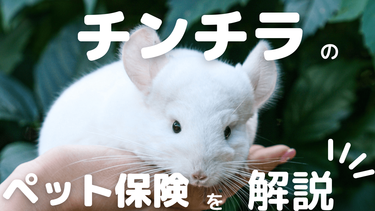 獣医師監修】チンチラもペット保険に入れる！病気から考える保険