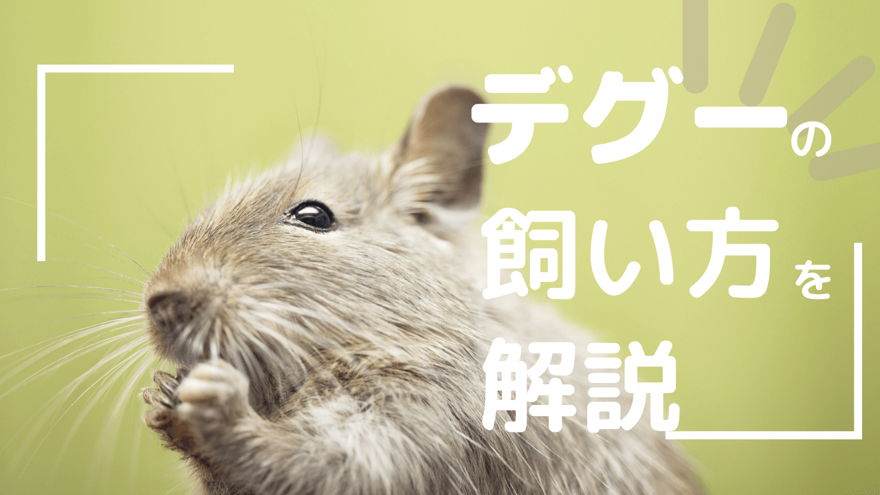 専門家監修】後悔しないために！初心者が知っておきたいデグーの飼い方の基本｜2024年最新！ペット保険の比較・見積もり。人気ランキングで保険料や補償を比較