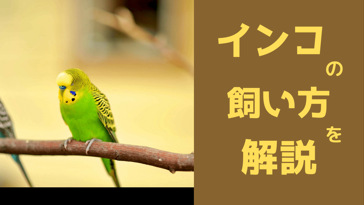 初心者でもインコを長生きさせられる！飼育するときの注意点や必要になる環境を解説｜2024年最新！ペット保険の比較・見積もり。人気ランキングで 保険料や補償を比較