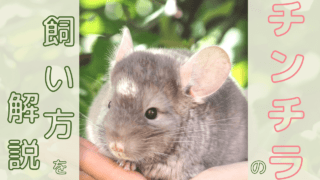 チンチラ 飼い方