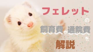 フェレットの飼育費や通院費
