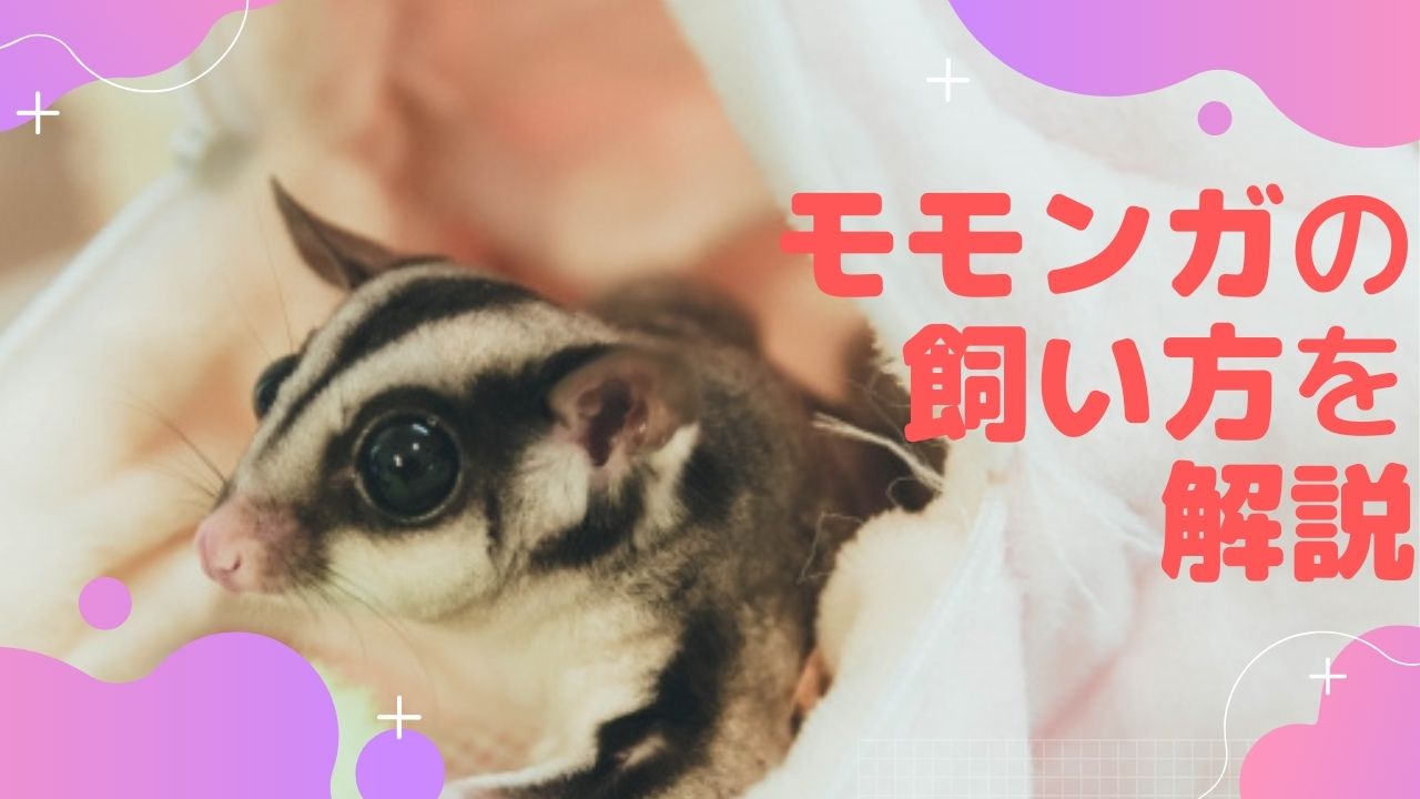 モモンガが長生きする飼い方！モモンガの特徴と飼育時の注意点まとめ