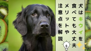 獣医師監修 犬にレモンをあげるときには工夫が必要 レモンに含まれる成分が犬に与える影響について解説 ペット保険のトリセツ