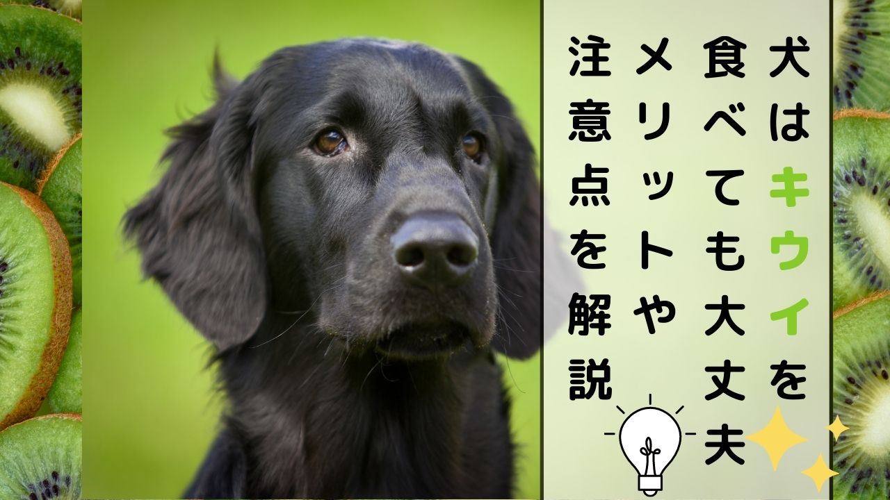 獣医師監修 キウイは犬に食べさせても大丈夫 栄養素が与えるメリットやあげるときの注意点について解説 ペット保険のトリセツ