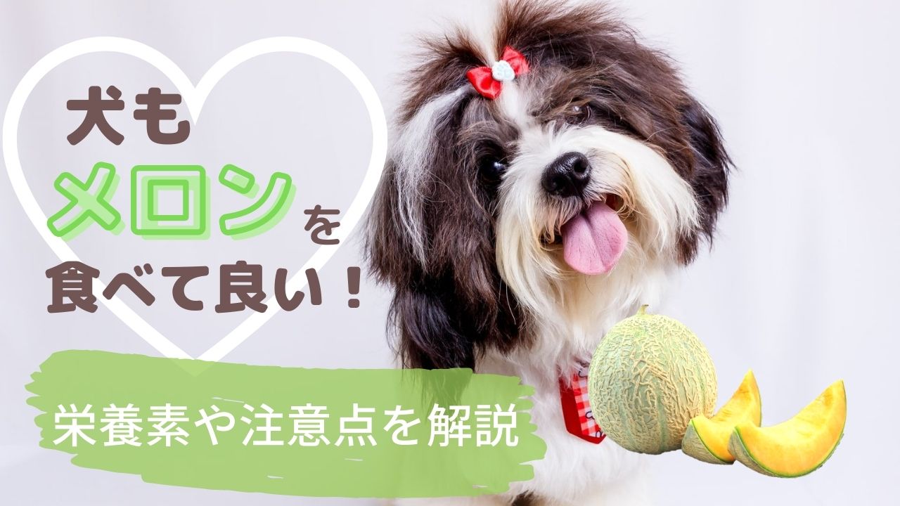 獣医師監修 犬はメロンを食べても大丈夫 メロンに含まれる栄養素や与える際の注意点などを解説 ペット保険のトリセツ