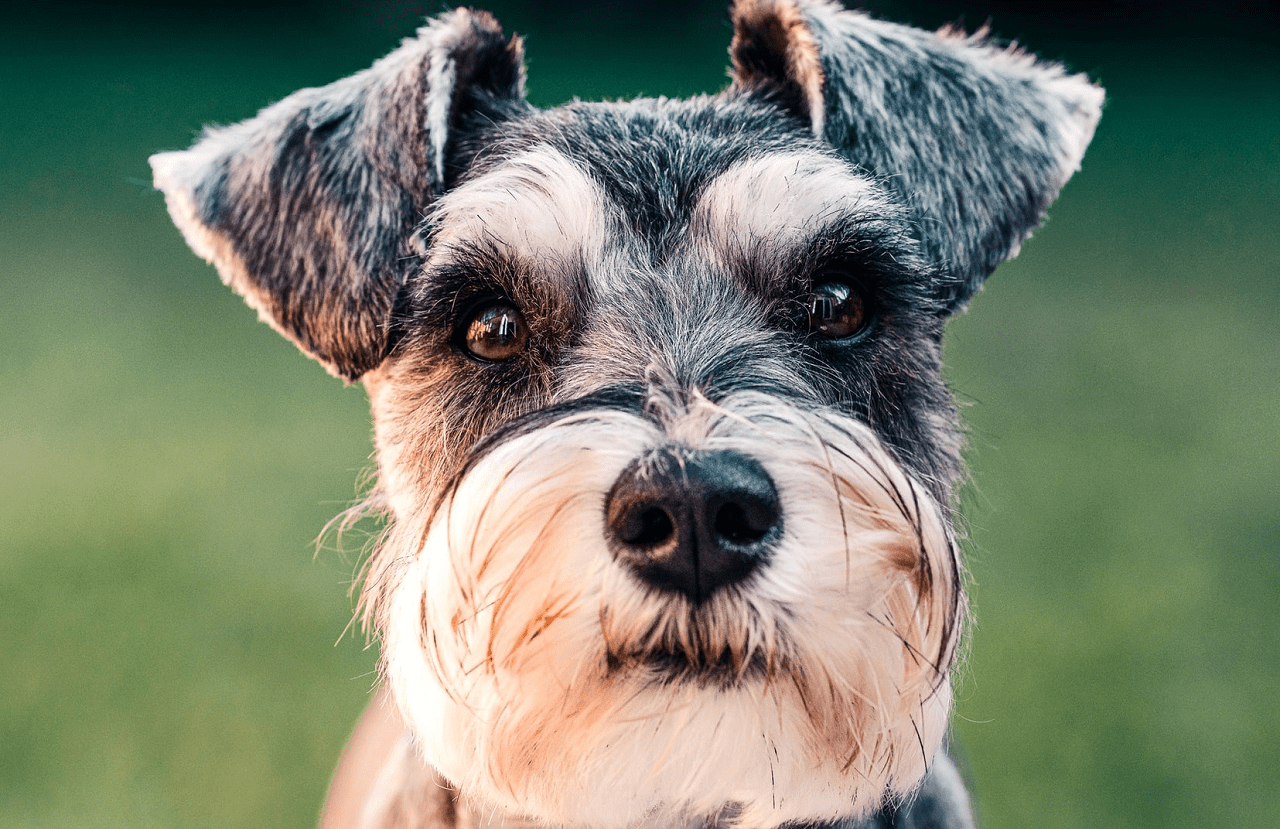 獣医師監修 キャベツを犬に与えるときは要注意 持病のある犬に与えてはいけない理由や体調不良時の対処法を解説 ペット保険のトリセツ