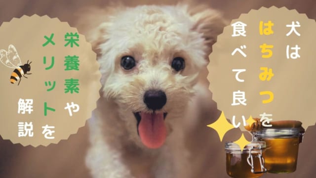 獣医師監修 犬はぶどうを食べられない ぶどうが及ぼす危険性や食べてしまった際の対処方法を解説 ペット保険のトリセツ