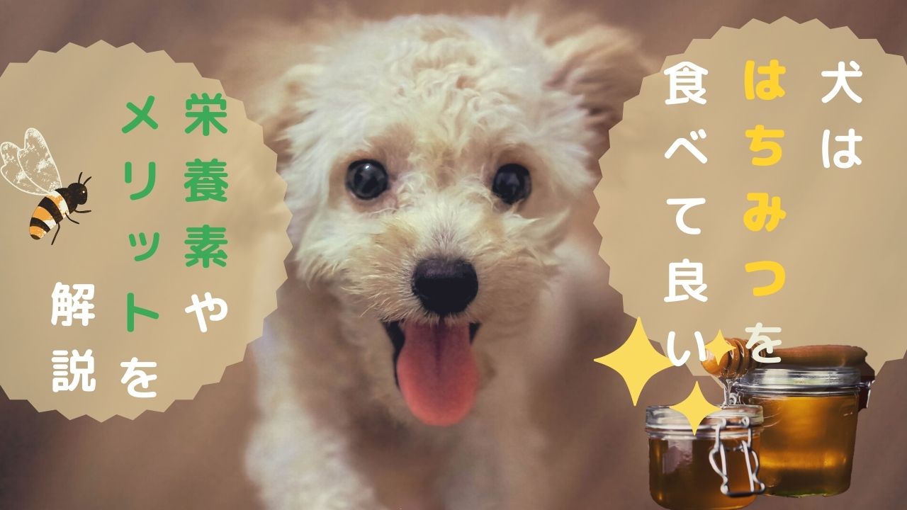 獣医師監修 犬にはちみつを食べさせても大丈夫 はちみつに含まれる栄養素やメリットを解説 ペット保険のトリセツ