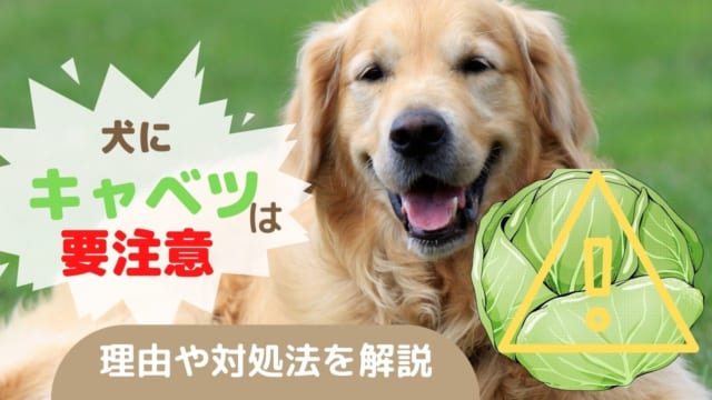 獣医師監修 犬にレモンをあげるときには工夫が必要 レモンに含まれる成分が犬に与える影響について解説 ペット保険のトリセツ
