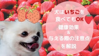 獣医師監修 犬はグレープフルーツを食べられる 与える際の注意点や健康への効果について解説 ペット保険のトリセツ