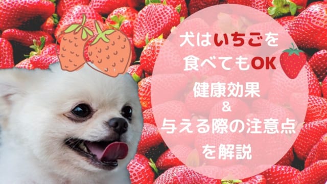 獣医師監修 犬はいちごを食べられる いちごがもたらす健康効果や与える際の注意点について解説 ペット保険のトリセツ