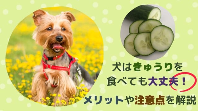 獣医師監修 犬はチョコレートを食べられない 致死量や食べてしまった際の症状と対処方法を解説 ペット保険のトリセツ