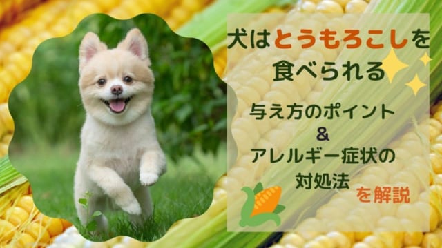 獣医師監修 犬はイカを食べられない イカの成分が及ぼす危険性や食べてしまった際の対処方法を解説 ペット保険のトリセツ