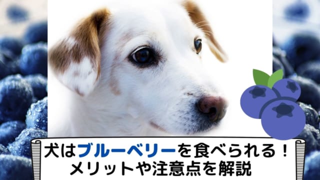 獣医師監修 犬はきゅうりを食べても大丈夫 栄養素がもたらす健康へのメリットや与える際の注意点を解説 ペット保険のトリセツ 獣医師監修 犬はきゅうりを食べても大丈夫 栄養素がもたらす健康へのメリットや与える際の注意点を解説 ペット保険のトリセツ