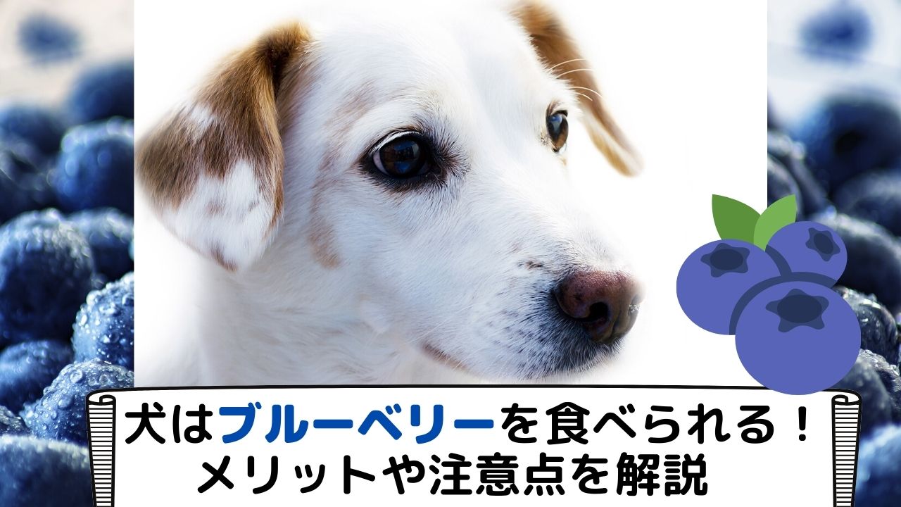 獣医師監修 犬はブルーベリーを食べられる 栄養素ごとの健康へのメリットや与える際の注意点を解説 ペット保険のトリセツ