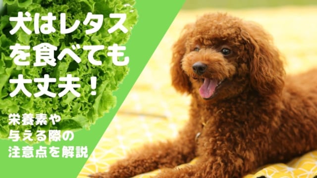 獣医師監修 犬にレモンをあげるときには工夫が必要 レモンに含まれる成分が犬に与える影響について解説 ペット保険のトリセツ