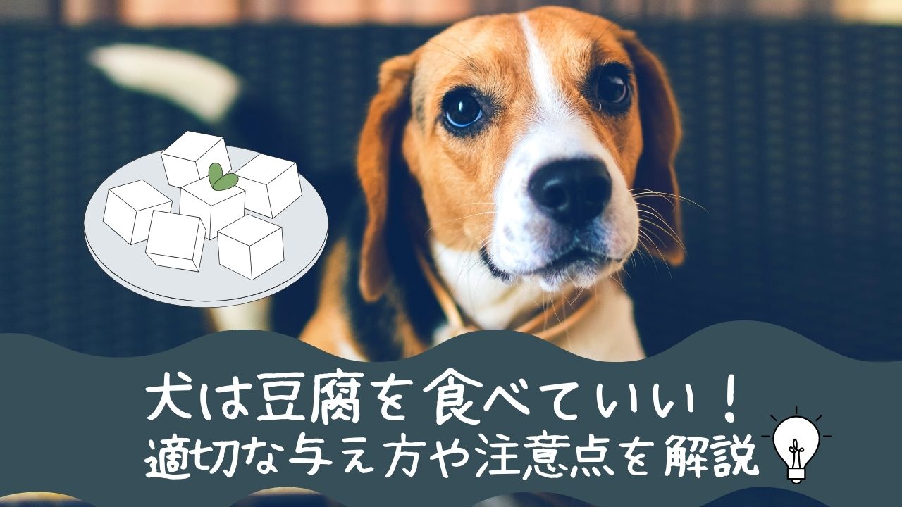 犬は豆腐を食べていい 健康な体づくりをサポートするための適切な与え方や注意点を解説 ペット保険のトリセツ