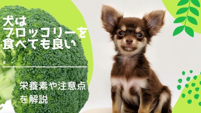 獣医師監修 犬はとうもろこしを食べられる 与え方のポイントやアレルギー症状への対処法を解説 ペット保険のトリセツ