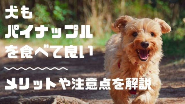 猫にエビを与えるのはng 与える危険性や身体に影響を及ぼす成分を徹底解説 ペット保険のトリセツ