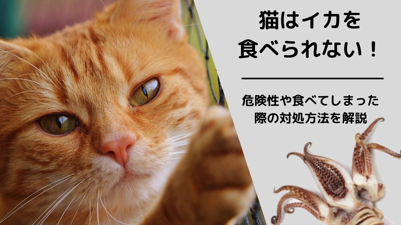 猫はイカを食べられない イカの成分が及ぼす危険性や食べてしまった際の対処方法を解説 ペット保険のトリセツ