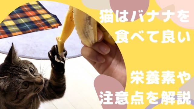 ペット保険のトリセツ 人気の保険を徹底比較