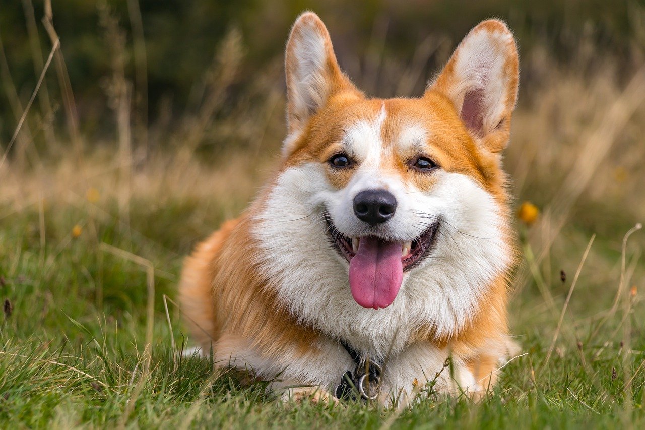 犬は豆腐を食べていい 健康な体づくりをサポートするための適切な与え方や注意点を解説 ペット保険のトリセツ