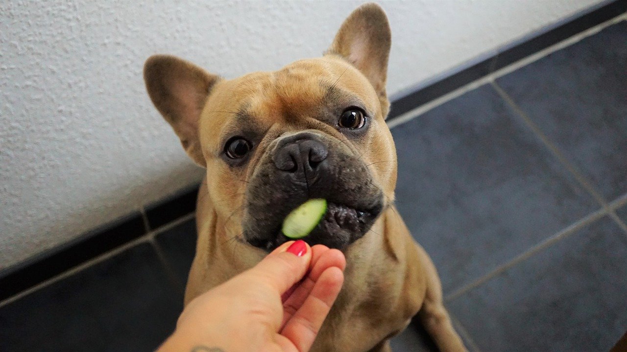 きゅうりを食べる犬