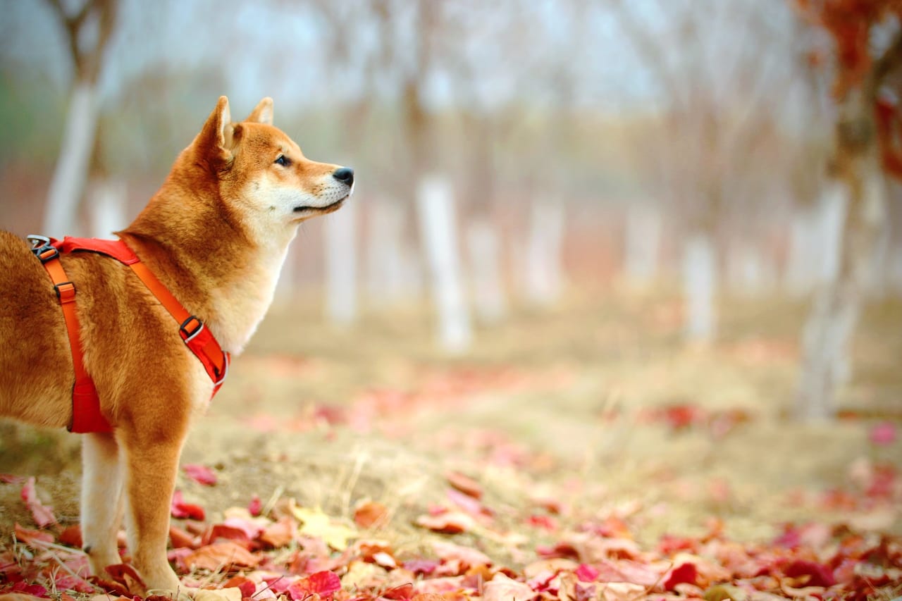 秋の柴犬