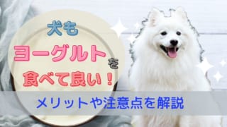 犬もヨーグルトを食べて良い