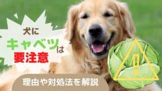 犬にキャベツは要注意