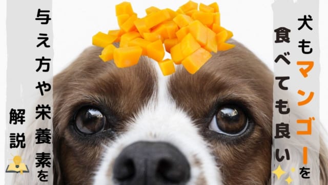 犬もマンゴー食べる