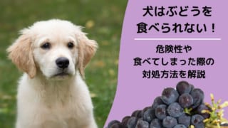 犬が食べていい果物を紹介 栄養素が与えるメリットや食べてはいけない果物と合わせて解説 ペット保険のトリセツ