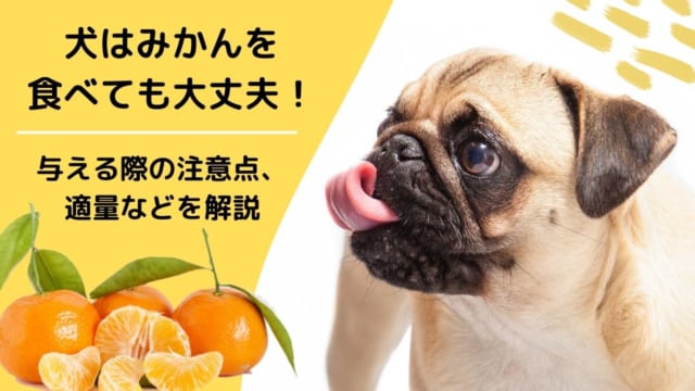 獣医師監修 犬はきゅうりを食べても大丈夫 栄養素がもたらす健康へのメリットや与える際の注意点を解説 ペット保険のトリセツ