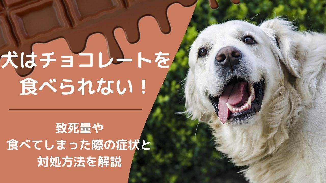 獣医師監修 犬はチョコレートを食べられない 致死量や食べてしまった際の症状と対処方法を解説 ペット保険のトリセツ